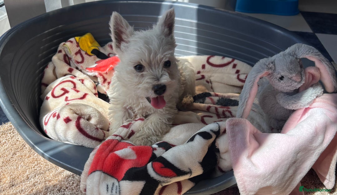 West Highland Terrier dogs for sale: Champion blood lines Westhighland terrier puppies  - Image 6