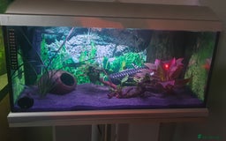 Pufferfish fish for sale: Full set up with red eyed puffers - Image 3