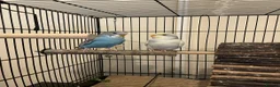 Budgerigars birds for sale: Baby Male (blue) and female (yellow) budgies - Advert 2