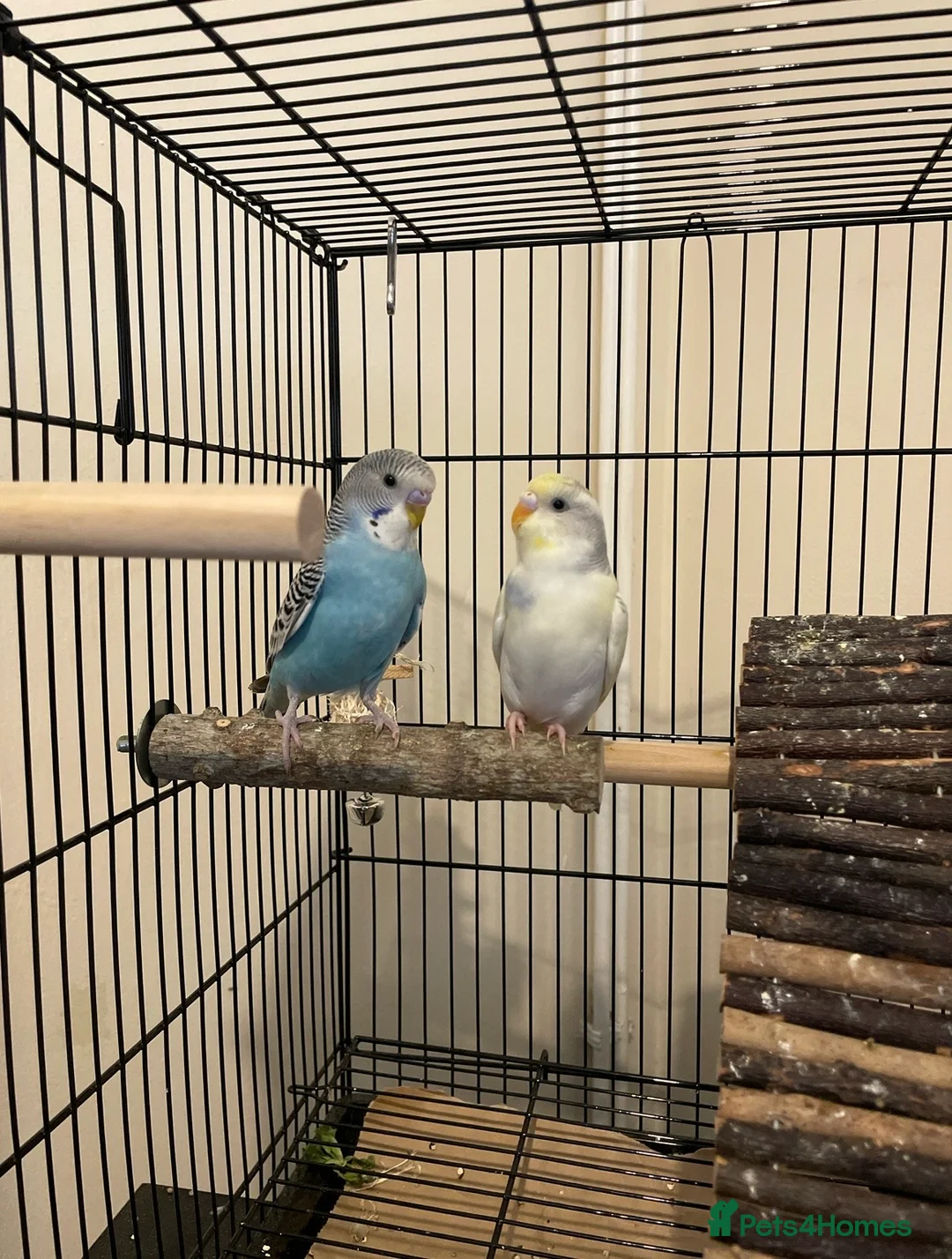 Budgerigars birds for sale: Baby Male (blue) and female (yellow) budgies - Advert 2