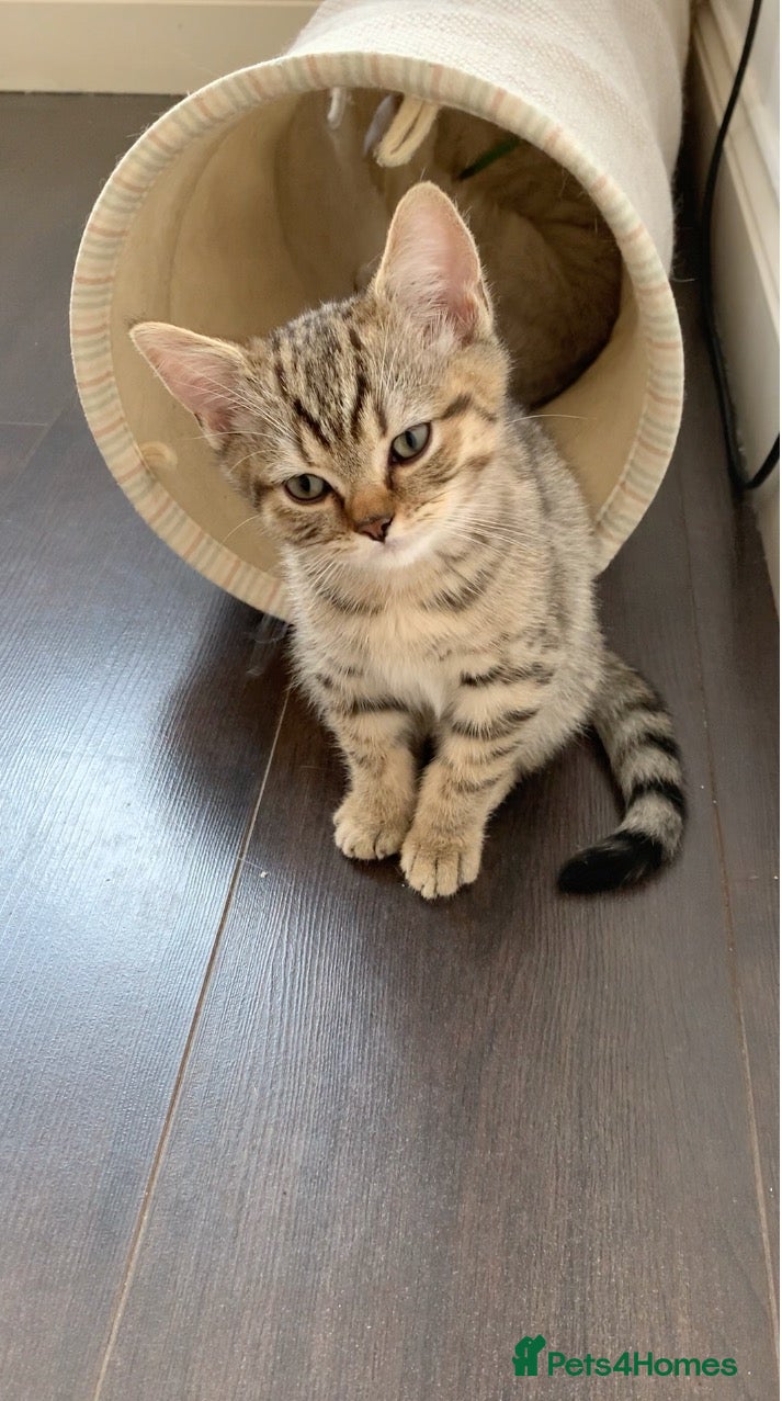 British Shorthair cats Beautiful British Shorthair Babies 🤍 - Advert 1