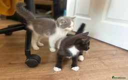 Exotic cats for sale: Exotic X Silver Tabby Fur Babies - Image 12