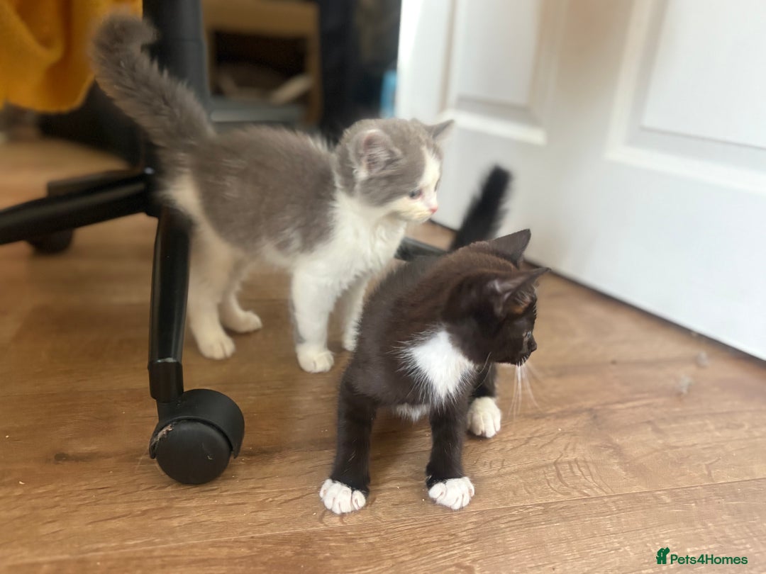 Exotic cats for sale: Exotic X Silver Tabby Fur Babies - Image 12