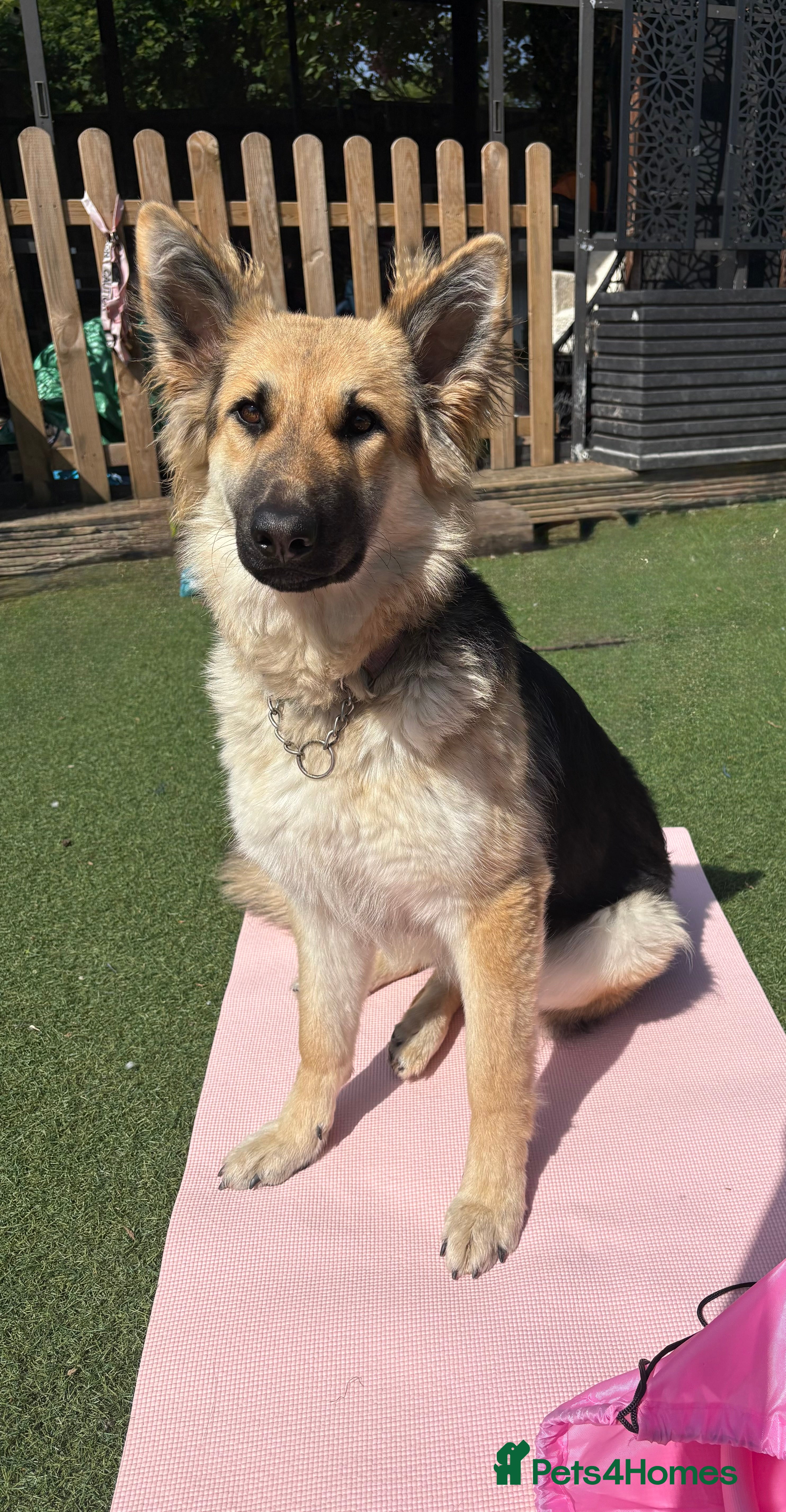 German Shepherd dogs 🐾 Beautiful Family-Raised German Shepherds 🐾 - Advert 11