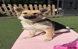 German Shepherd dogs for sale: 🐾 Beautiful German Shepherds 🐾 - Image 1