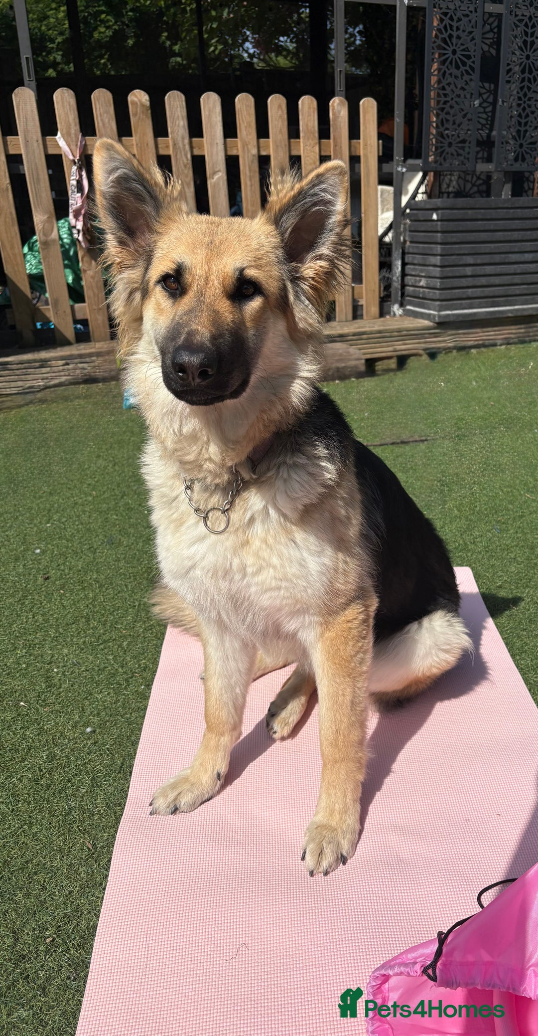 German Shepherd dogs for sale: 🐾 Beautiful German Shepherds 🐾 - Image 1