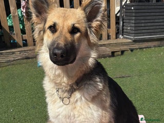 German Shepherd dogs - Advert 8