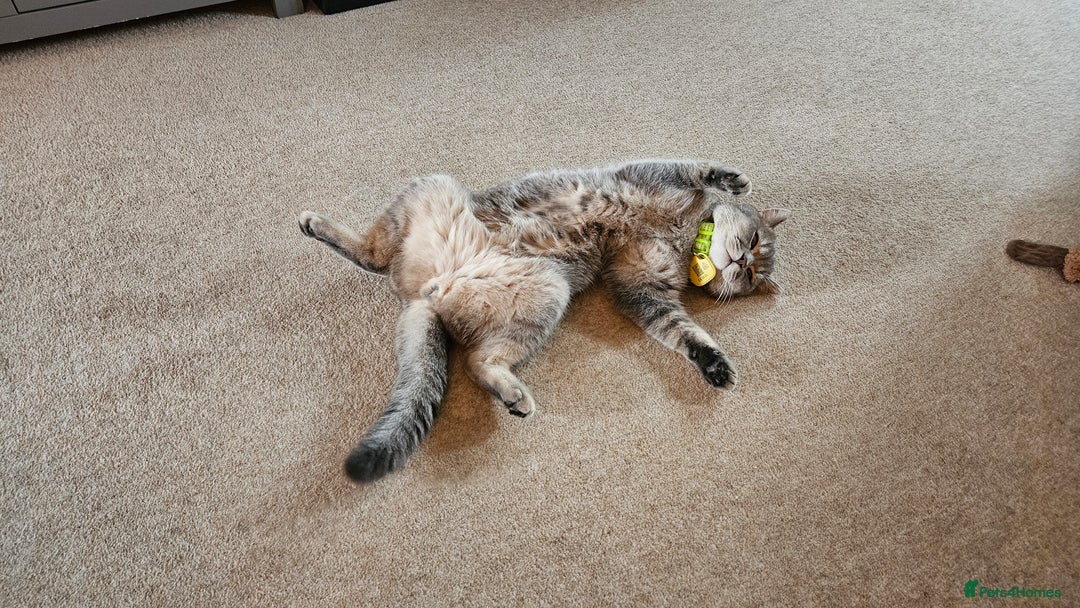 British Shorthair cats for sale: Beautiful British Shorthair  - Advert 10