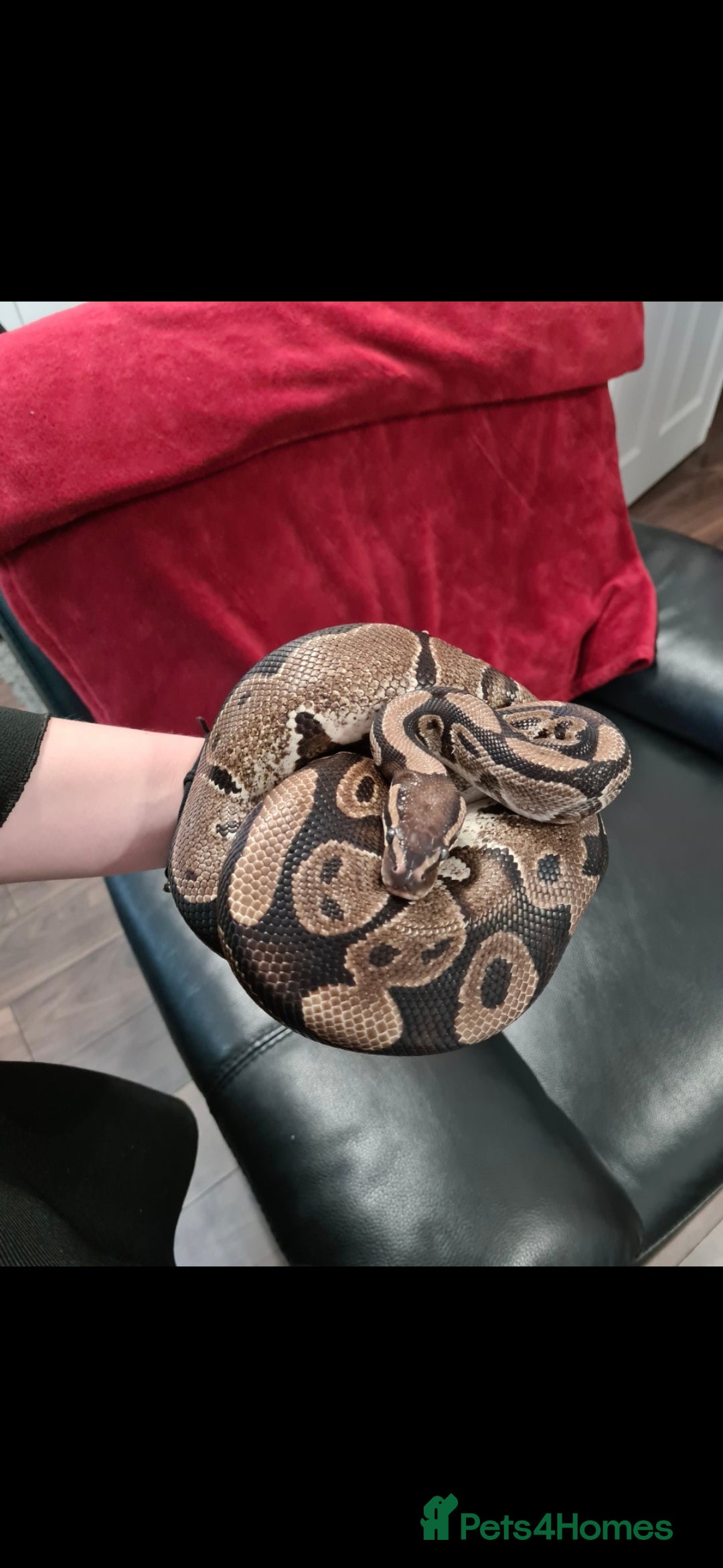 Snake reptiles for sale: Ball python and full vivarium - Image 6