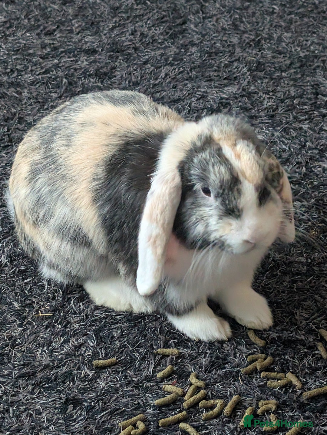 Harlequin rabbits for sale: 2 bonded harlequin males for sale - Advert 5