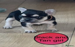 French Bulldog dogs for sale: FRENCH BULLDOG PUPPIES READY NOW!   🐾 - Image 22
