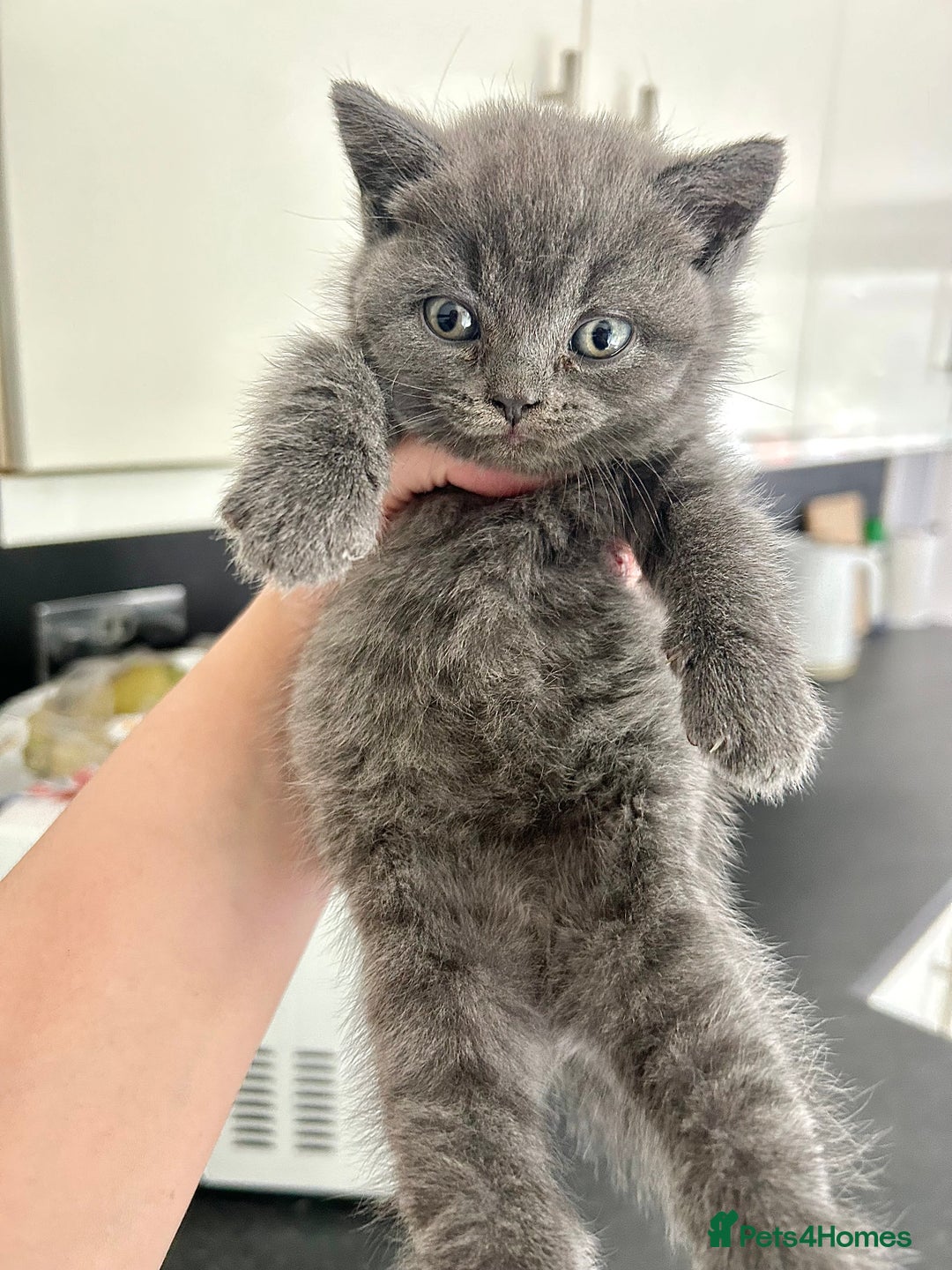 British Shorthair cats for sale: Pure British Shorthair kittens available  - Image 5