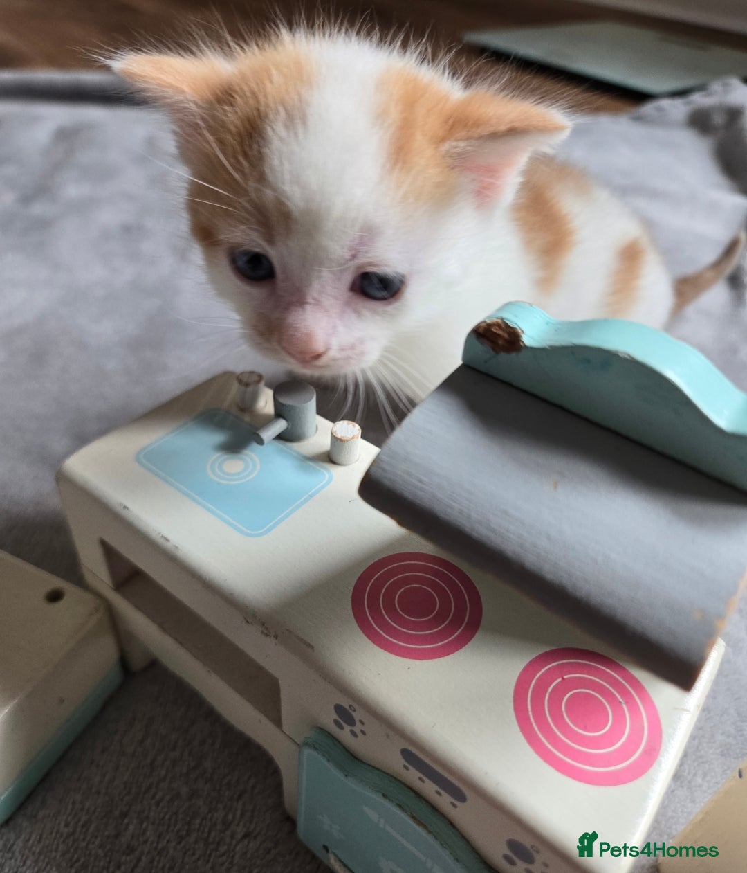 Mixed Breed cats for sale: Beautiful fluffy ginger kittens - Image 10