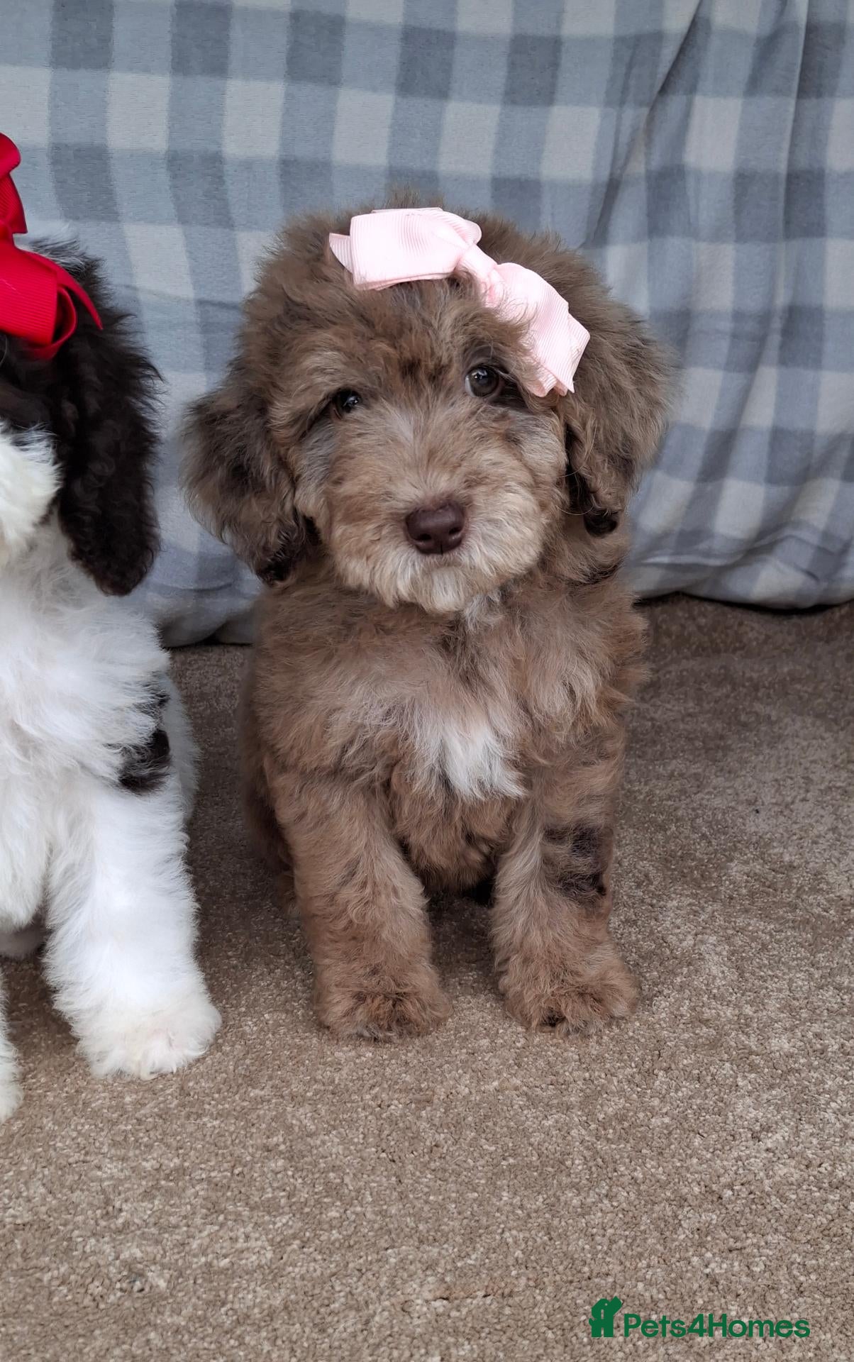 Cockapoo dogs Fully vaccinated cockapoos. - Advert 1