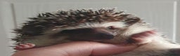 Pygmy Hedgehog rodents for sale:  Full pedigree Baby African pygmy hedgehogs  - Advert 4