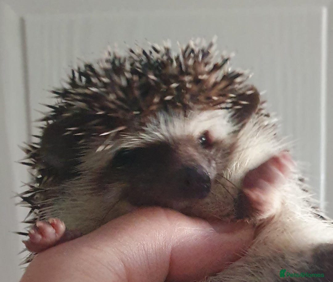 Pygmy Hedgehog rodents for sale:  Full pedigree Baby African pygmy hedgehogs  - Advert 4