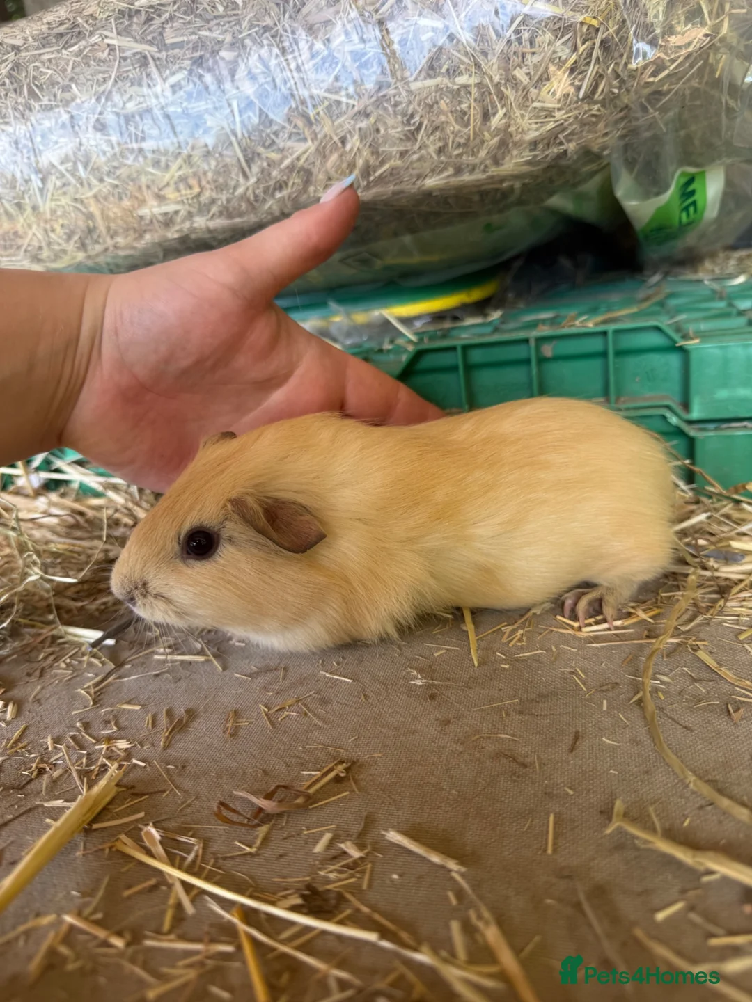 Guinea Pig rodents for sale: 3 baby guinea pig sows - Advert 1