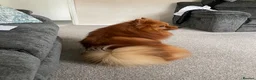 German Spitz dogs for sale: German Spitz in Doncaster - Advert 8
