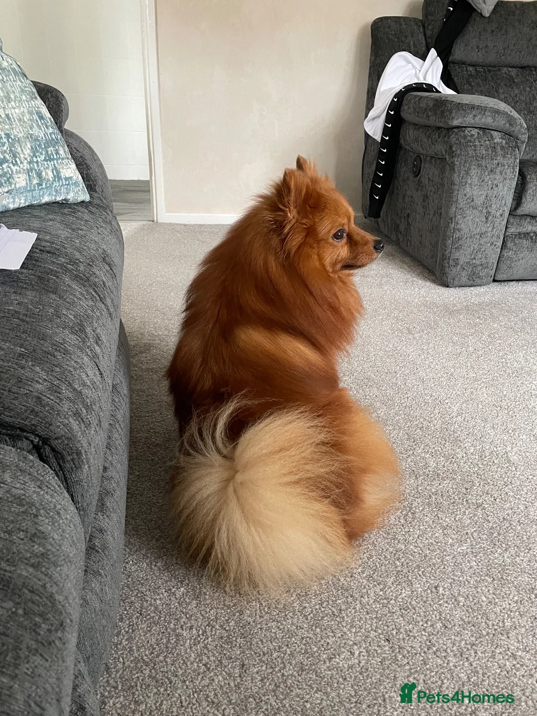 German Spitz dogs for sale: German Spitz in Doncaster - Advert 8