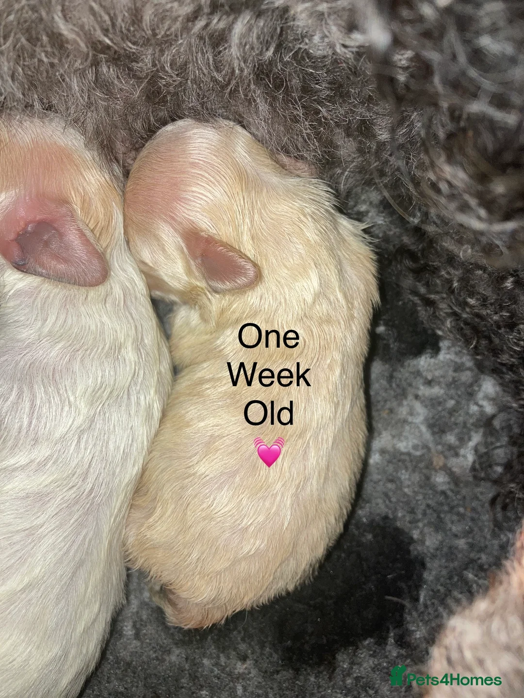 Toy Poodle dogs for stud: Stunning Maltese at STUD in Coventry - Advert 20