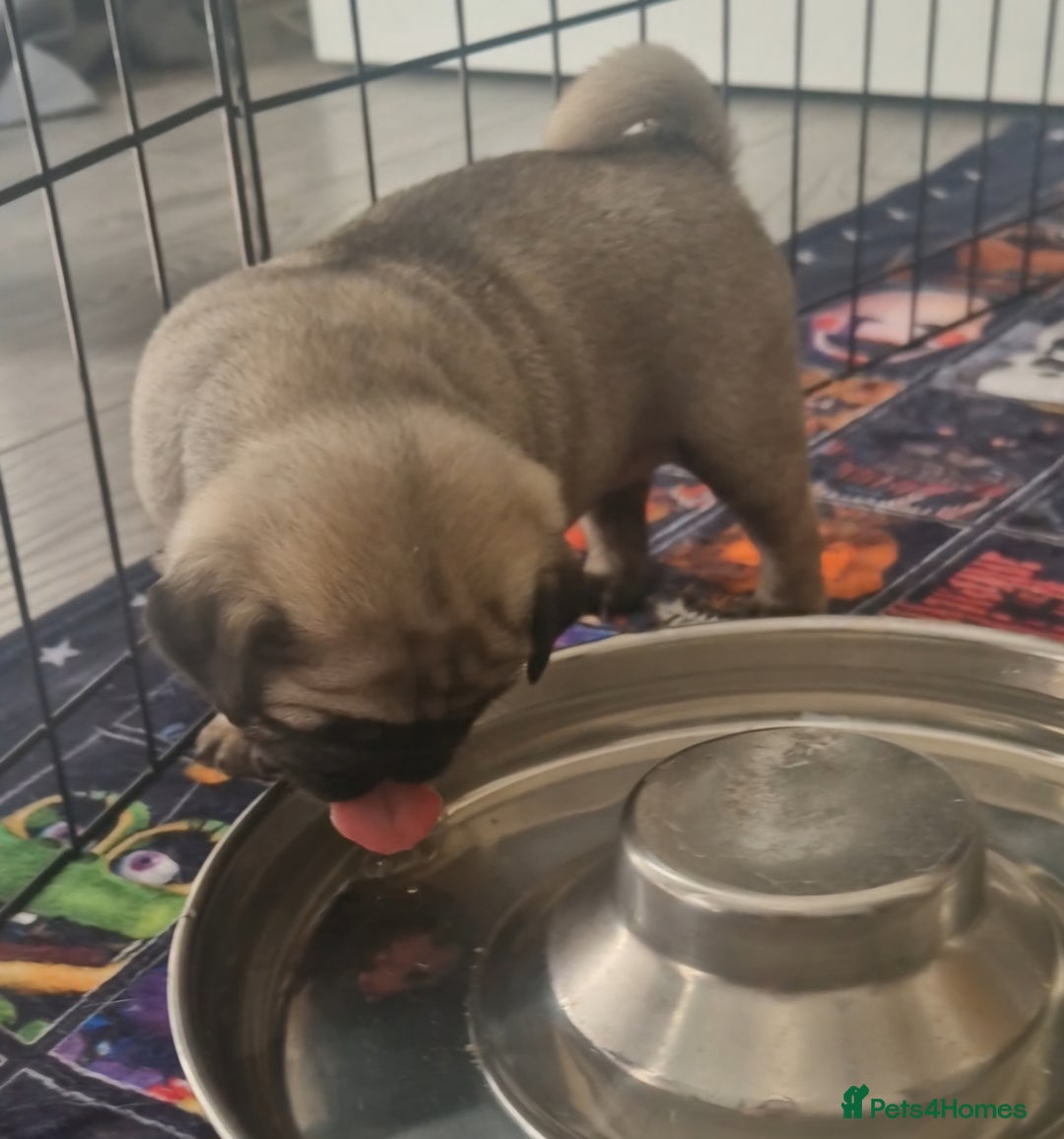 Pug dogs for sale: Perfect pug pups - Image 10