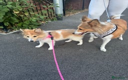 Shetland Sheepdog dogs for sale: shetland sheepdog  - Image 6