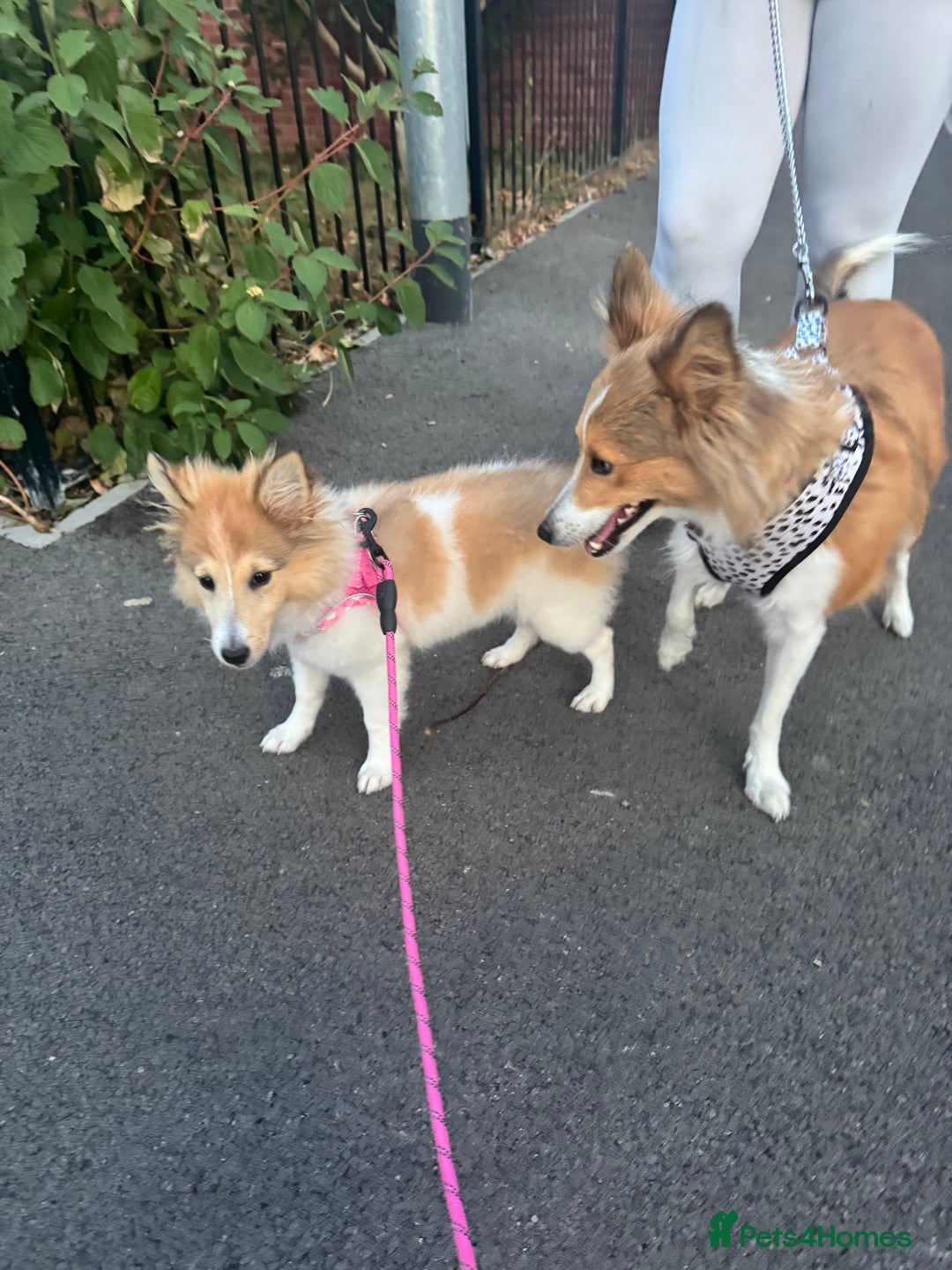 Shetland Sheepdog dogs for sale: shetland sheepdog  - Image 6