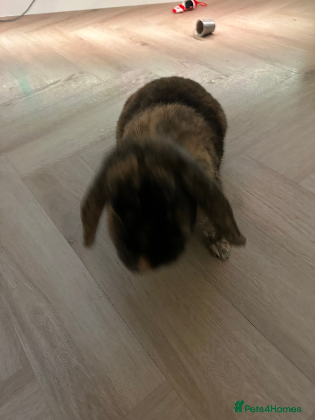 Dwarf Lop rabbits for sale: 2 Female Dwarf Lop Rabbits - Advert 14