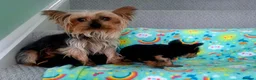 Yorkshire Terrier dogs for sale: Yorkshire Terrier Puppies - Advert 7