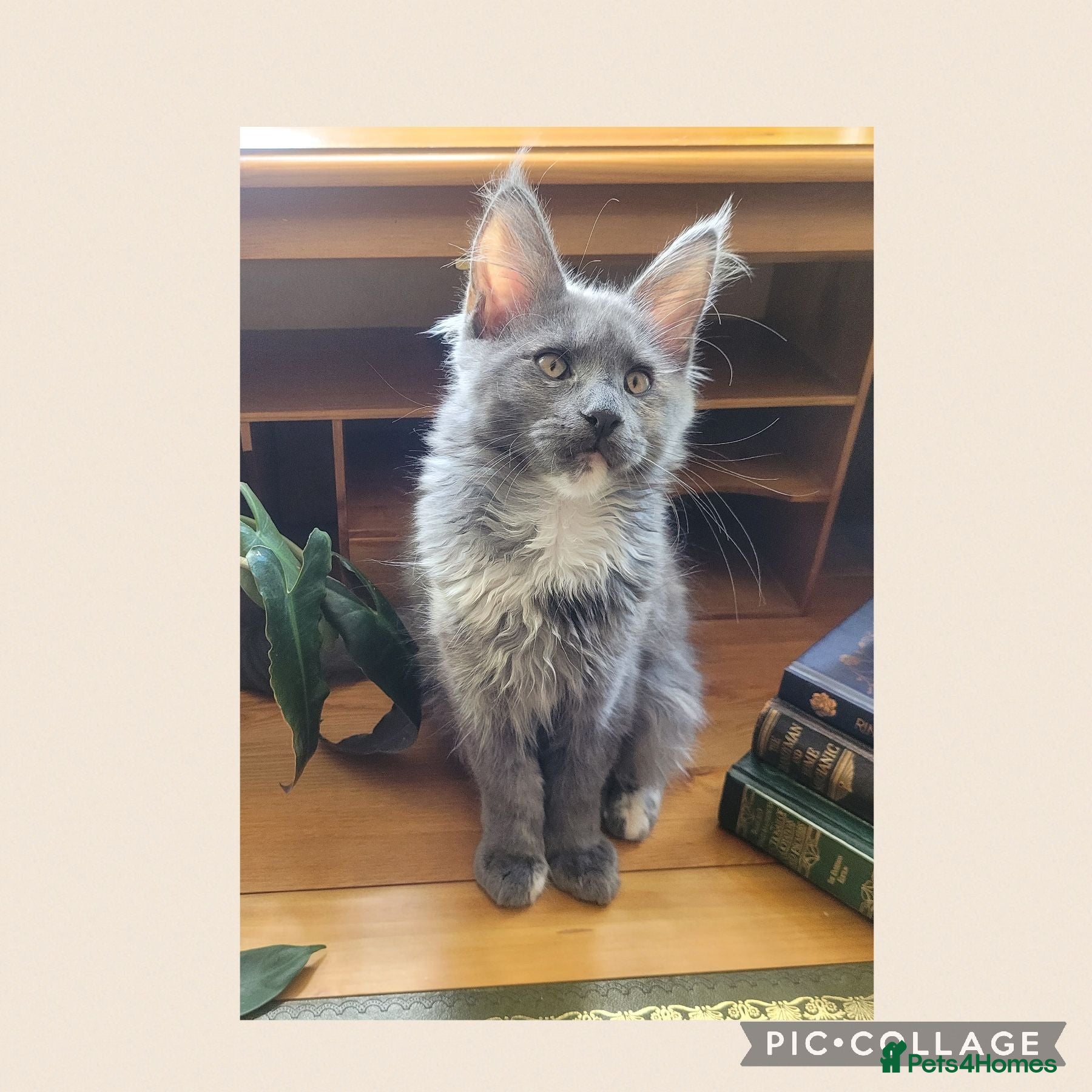 Maine Coon cats 🤍🐈‍⬛GORGEOUS 15 WEEK OLD MAINE COON KITTEN🐈‍⬛🤍 - Advert 2
