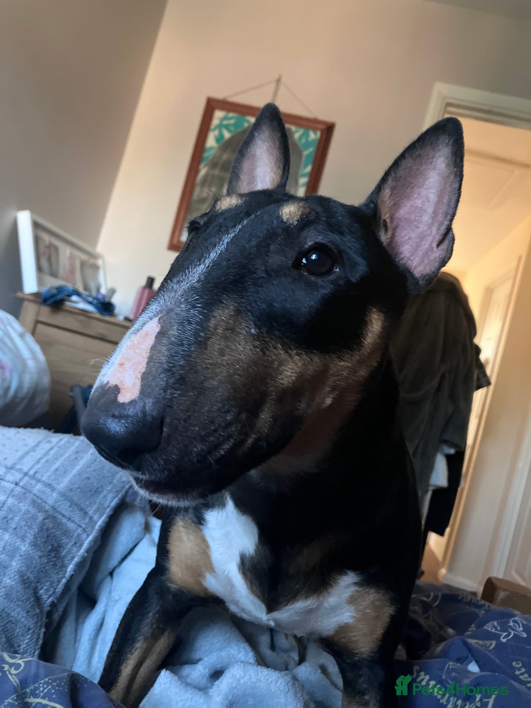 English Bull Terrier dogs for sale: Beautiful English bull terrier  - Image 5