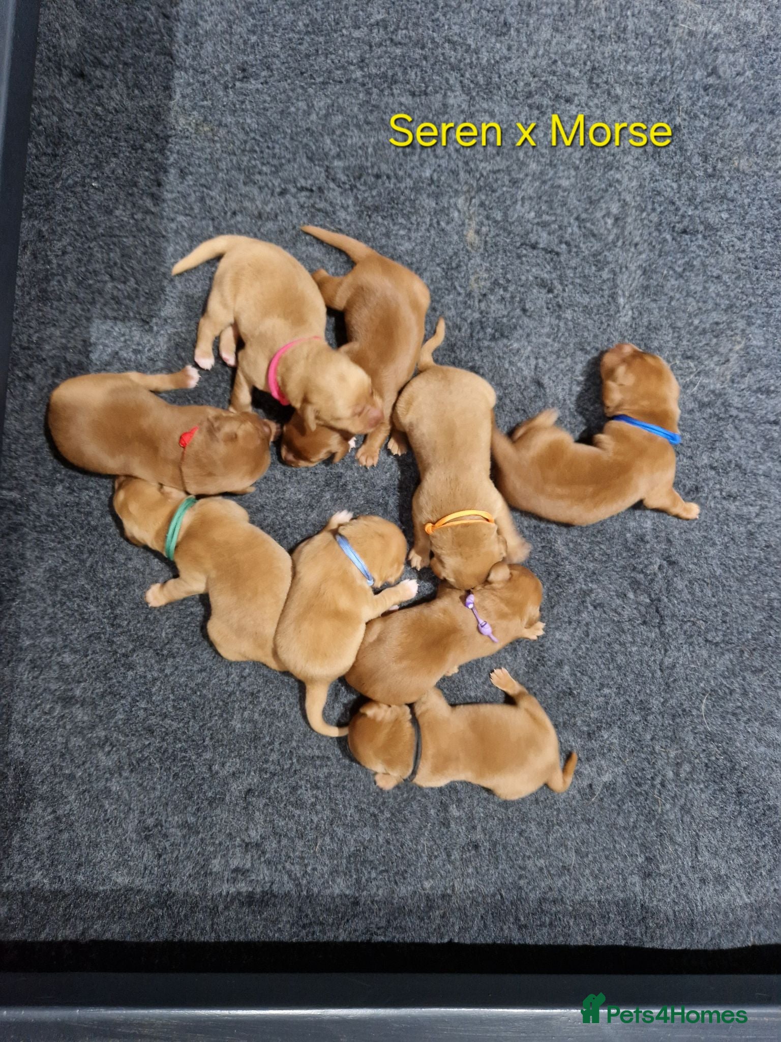 Labrador Retriever dogs Fox Red Labrador Puppies - Advert 7