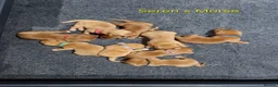 Labrador Retriever dogs for sale: Fox Red Labrador Puppies - Advert 1