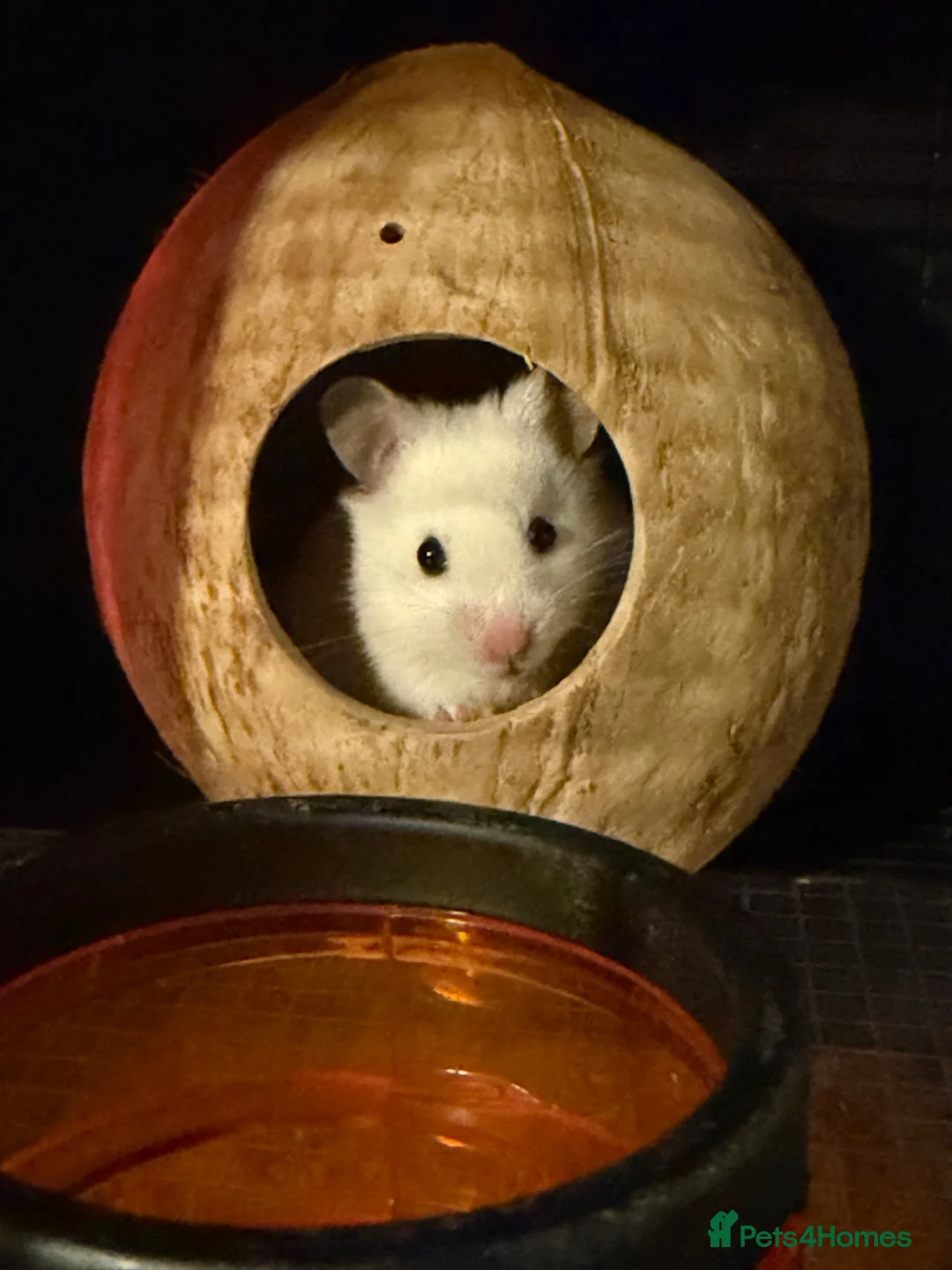 Hamster rodents for sale: Syrian hamster in Billingshurst - Advert 2