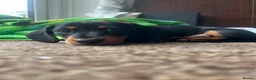 Miniature Dachshund dogs for sale: 🐾 MINIATURE DACHSHUND PUPPIES SHORT HAIRED - Advert 4
