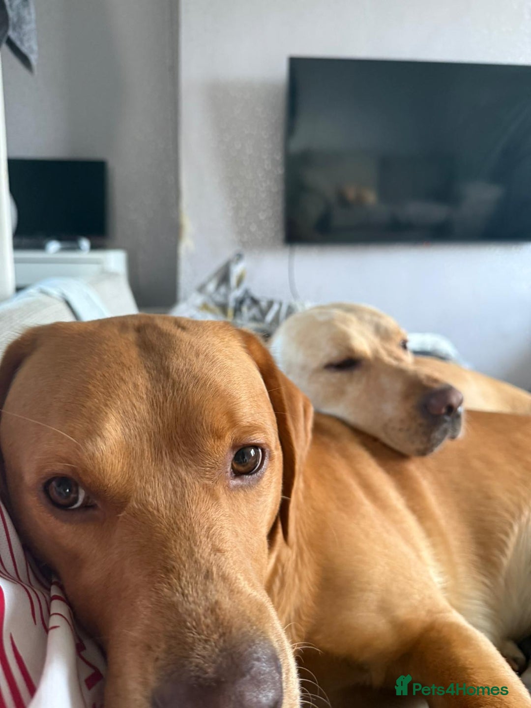 Labrador Retriever dogs for stud: 2 handsome  kc registered brothers for stud - Advert 3