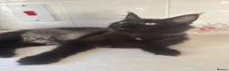 Maine Coon cats for sale: Exceptional pedigree MaineCoon female - Sprite - Advert 12