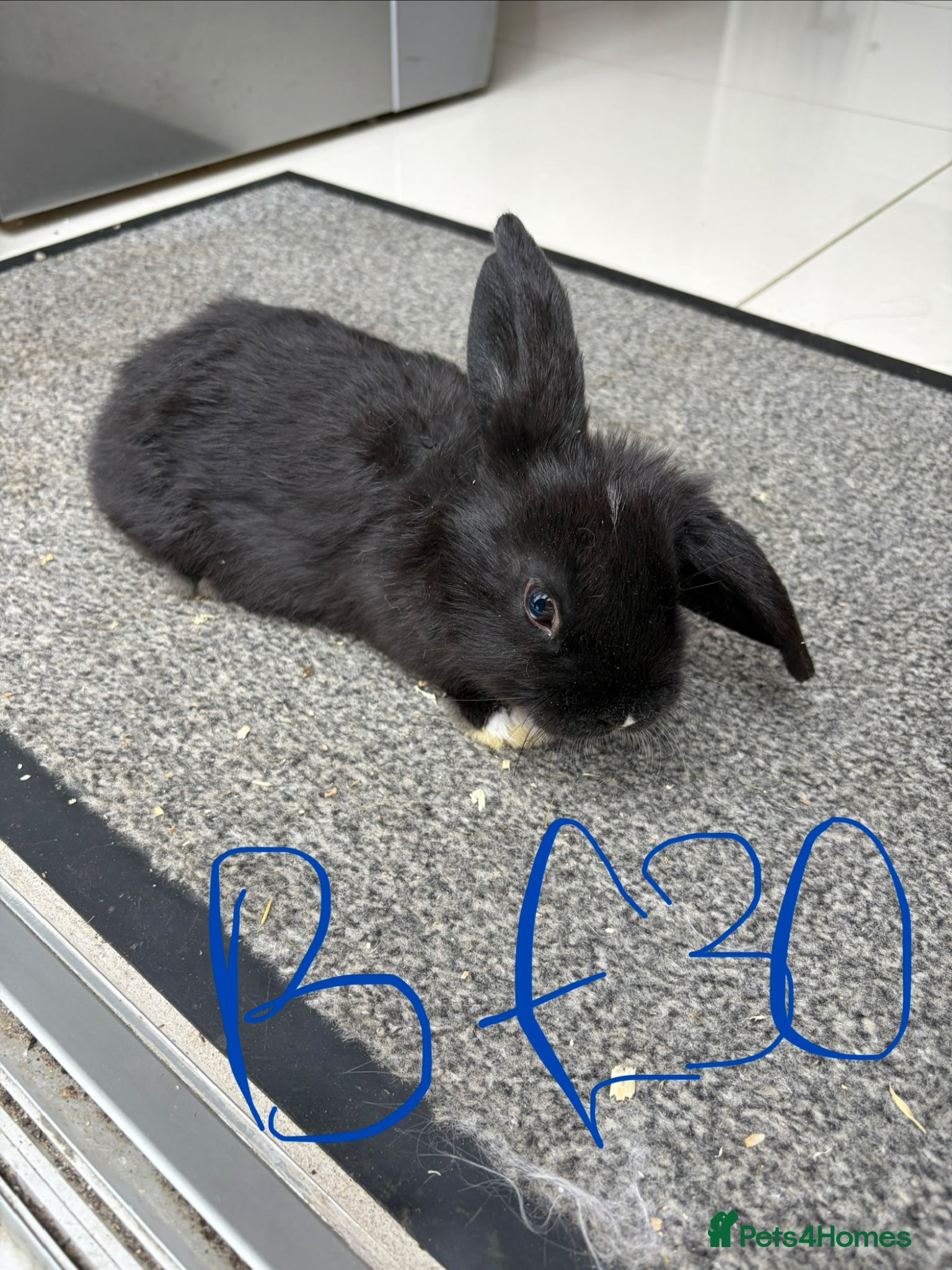 Lionhead rabbits Rabbits for sale - Advert 2