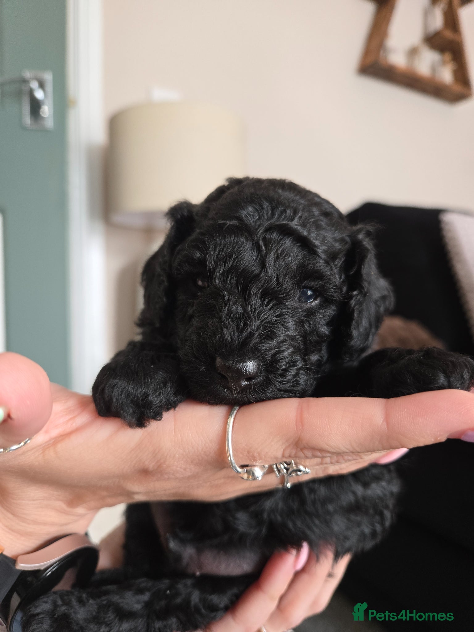 Toy Poodle dogs * 2 Black/white toy poodle little boys  - Advert 1