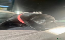 Labrador Retriever dogs for sale: 1 Excellent, outstanding male ready 9 November  - Image 5