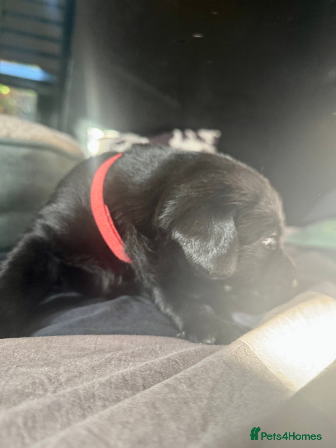 Labrador Retriever dogs for sale: 1 Excellent, outstanding male ready 9 November  - Image 5