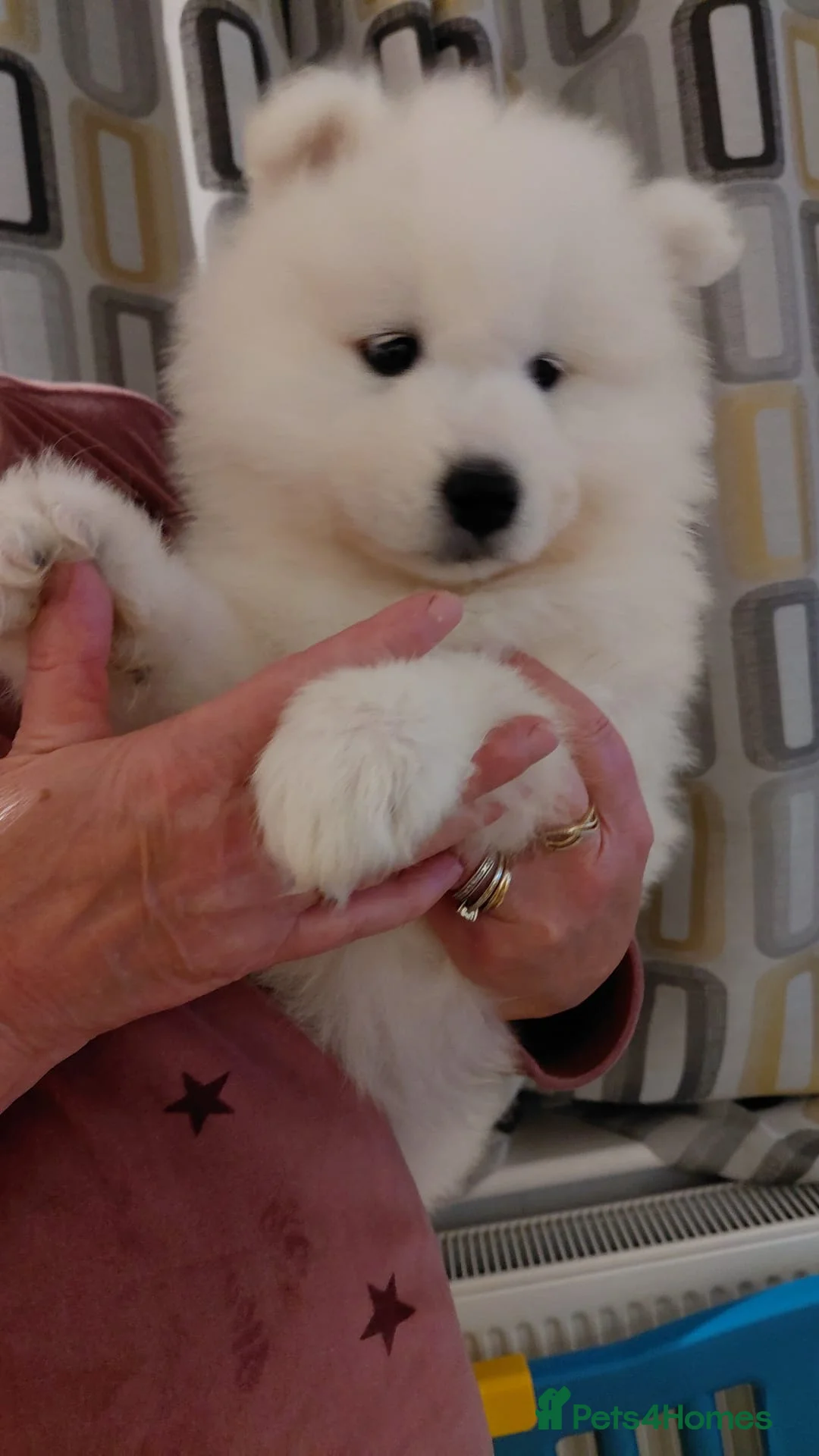 Samoyed dogs for sale: ONE BOY REAVAILABLE Samoyed pups in Essex - Advert 1
