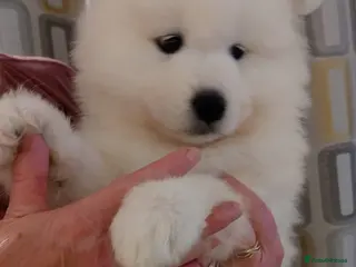 Samoyed dogs ONE BOY REAVAILABLE Samoyed pups in Essex - Advert 11