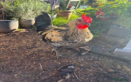 Chickens poultry for sale: Cockerel for sale  - Image 2