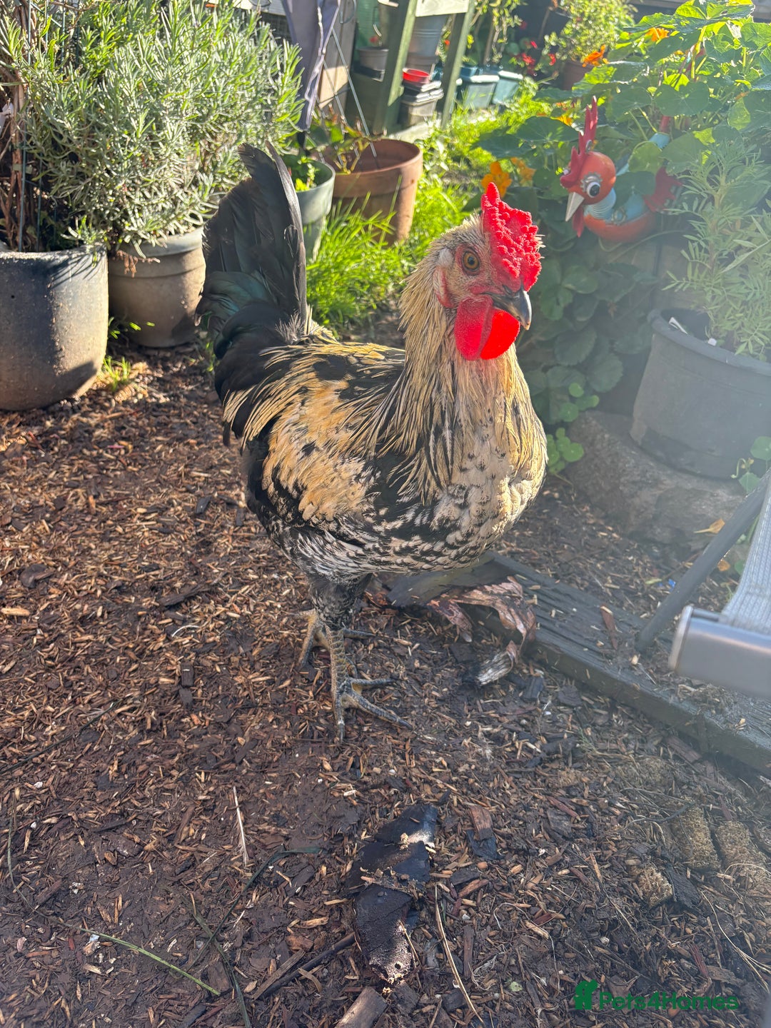 Chickens poultry for sale: Cockerel for sale  - Image 2