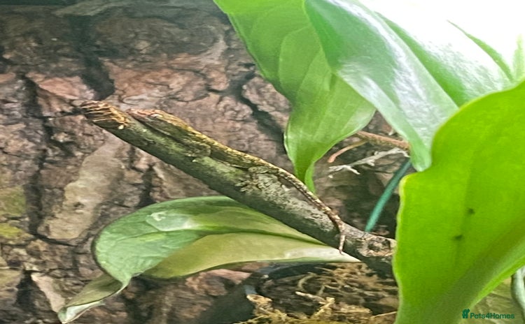 Gecko reptiles - Advert 3