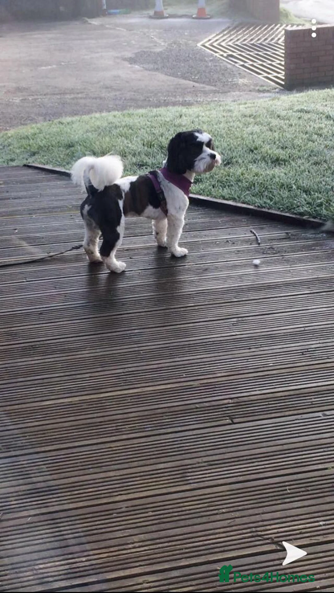 Mixed Breed dogs for stud: Zoochon for Stud - proven  - Advert 3