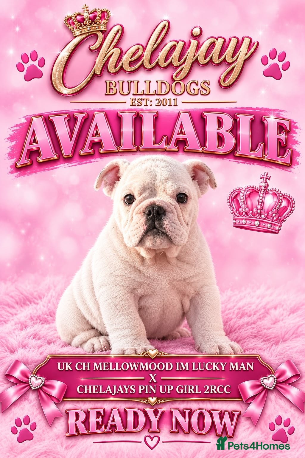 English Bulldog dogs LAST LITTLE GIRL AVAILABLE - READY NOW - Advert 5
