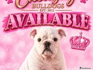 English Bulldog dogs LAST LITTLE GIRL AVAILABLE - READY NOW - Advert 4