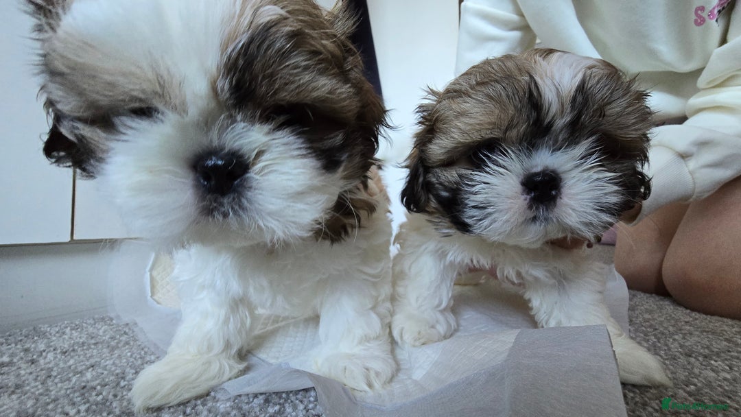 Shih Tzu dogs for sale: Two Shih Tzu female - Advert 27
